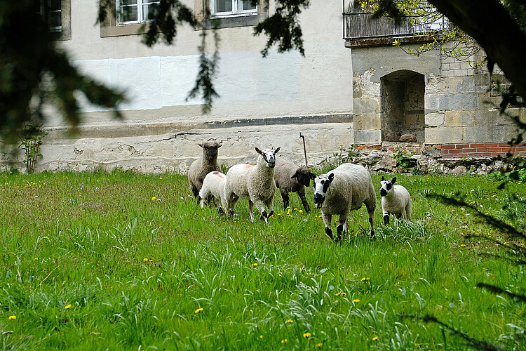 Schafe auf Wiese, die zum Kloster Marienwerder gehört.