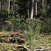 Ein junger Nadelbaum auf bemoosten Waldboden.